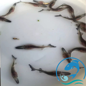 鴨嘴魚魚苗